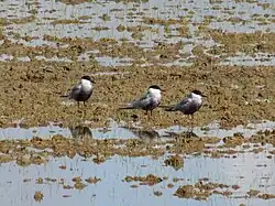 Whiskered terns, Ebro Delta, Catalonia