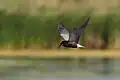 Black Tern