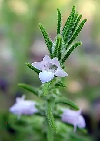 Chloanthes parviflora, Tinnanbar, 2004