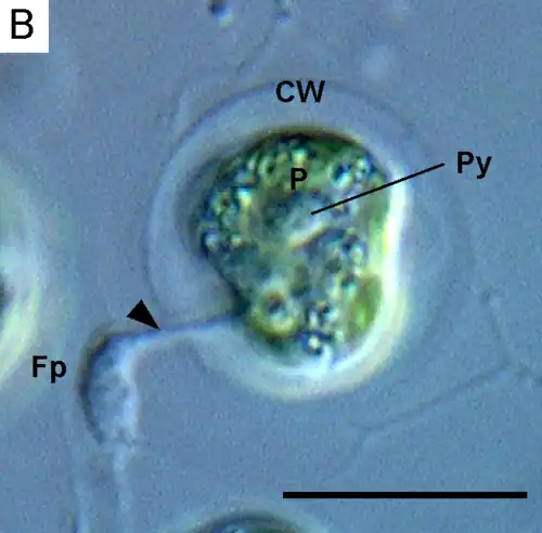 Lotharella globosa extending a filopodium (Fp) through a pore of the cell wall (CW) from a walled amoeboid cell. Py: pyrenoid. Scale bar = 10&nbsp;μm