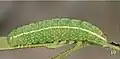Ultimate-instar larva