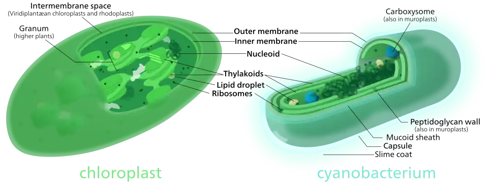 Comparison of chloroplasts and cyanobacteria showing their similarities. Both chloroplasts and cyanobacteria have a double membrane, DNA, ribosomes, and chlorophyll-containing thylakoids.