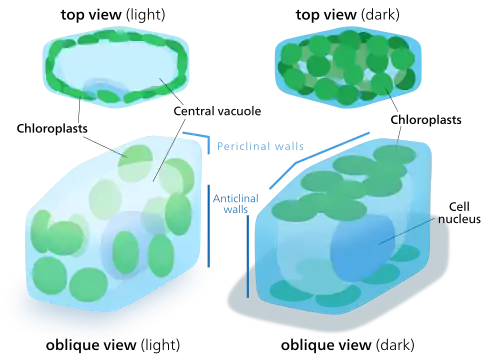 When chloroplasts are exposed to direct sunlight, they stack along the anticlinal cell walls to minimize exposure. In the dark they spread out in sheets along the periclinal walls to maximize light absorption.