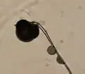 Choanephora cucurbitarum (Choanephoraceae Mucorales) incubated in wet chamber Japanese name;Kougaikekabi
