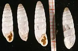 Four empty white Chondrus zebrula snail shells