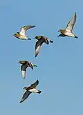 Group in flight, showing the white axillary feathering; December, Delta del Llobregat, Barcelona, Spain
