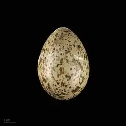 Egg - MHNT