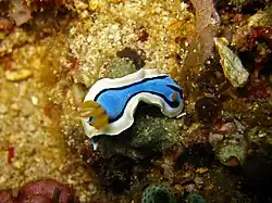 Chromodoris annae in the Philippines