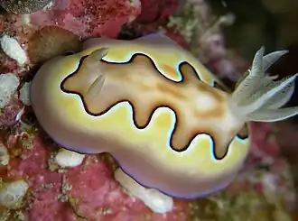 Goniobranchus coi