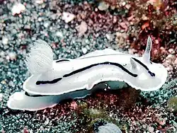 White form of Chromodoris willani