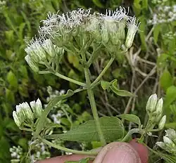 Chromolaena lundellii inflorescence
