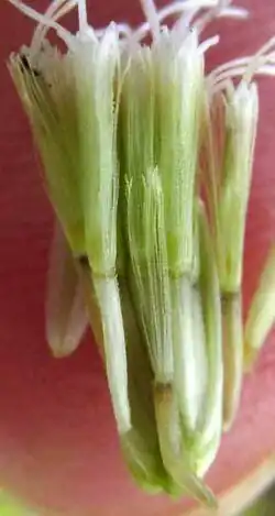 Chromolaena lundellii, dissected flowering head showing florets