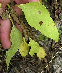 Chromolaena lundellii leaves