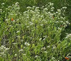 Chromolaena lundellii attracting butterflies