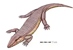 Chroniosaurus, a Permian chroniosuchian