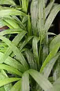 Young plants initially only have two leaves per stem