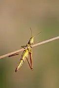 Chrysochraon dispar female