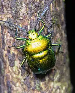 Jewel bug in Mumbai