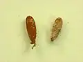 Pupa with and without cocoon