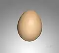 Golden pheasant, egg – MHNT