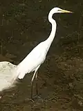 Non-breeding plumage in Japan