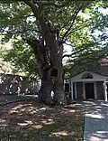 Church of assumption and eternal plane tree. Karyes, Laconia