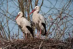 White storks, near Bologna