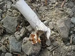 A cigarette butt littered on the ground