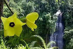 Cimandaway waterfall at district Dayeuhluhur, at Cikawalon River West Cilacap.[32]