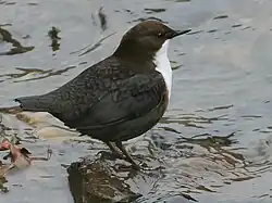 Colour photograph of a small bird with a white breast, at the water's edge.