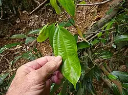 A light green leaf with many veins showing