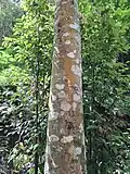 Stem