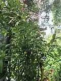 Leaves