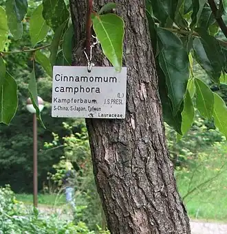 Bark of Cinnamomum camphora
