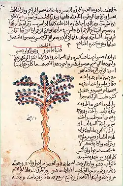 Cinnamomum tree in a 10th-century Arabic manuscript