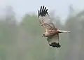 A male western marsh harrier