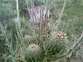 Cirsium Brevistylum