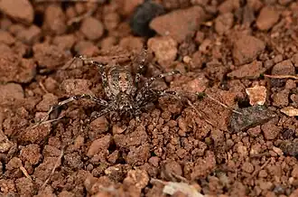 female