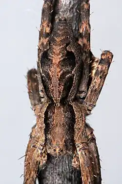 female