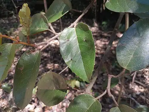 Mature foliage