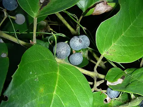 Fruit