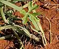 Cissus Quadrangularis in Rangareddy district of Telangana, India.