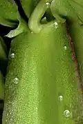 Cissus quadrangularis, young stem with several pearl bodies.