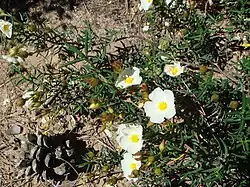 Cistus libanotis Photo taken near Cádiz.