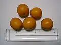 Round kumquats (or citrofortunella)