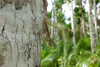 Djiru National Park, 2012