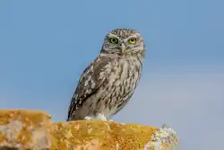 Little owl, Giba, Sardinia