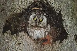 Boreal owl, Valtellina Orobic Alps Regional Park, Lombardy