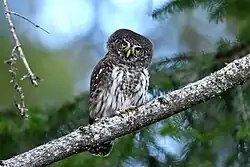 Eurasian pygmy-owl, Valtellina Orobic Alps Regional Park, Lombardy