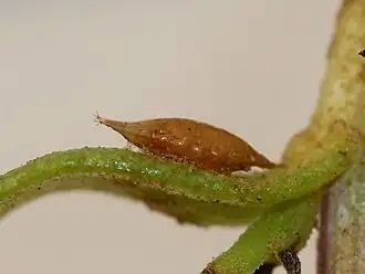 Puparium of Cladochaeta sturtevanti